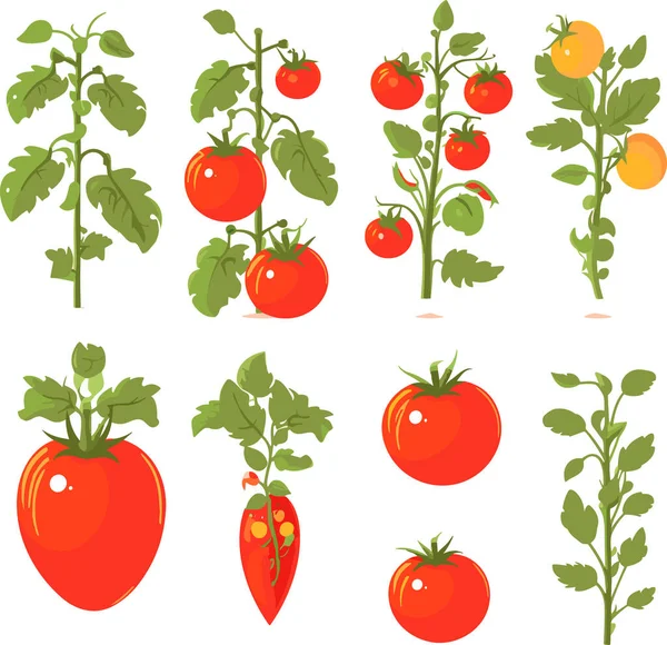 Set Pomodori Rossi Maturi Piante Con Foglie Illustrazione Vettoriale — Vettoriale Stock