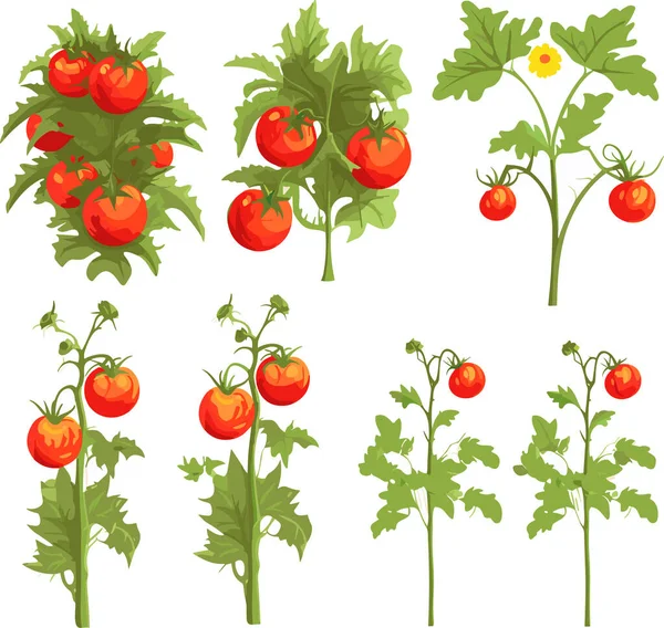 Conjunto Plantas Maduras Tomates Rojos Con Hojas Ilustración Vectorial — Vector de stock