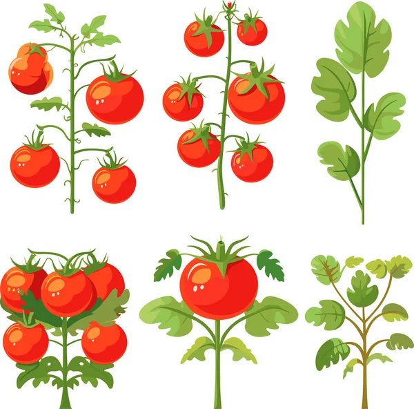 Set Pomodori Rossi Maturi Piante Con Foglie Illustrazione Vettoriale — Vettoriale Stock