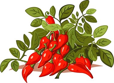 Kırmızı Chili Pepper. Ağacın üzerinde baharatlı sebzeler. Vektör illüstrasyonu