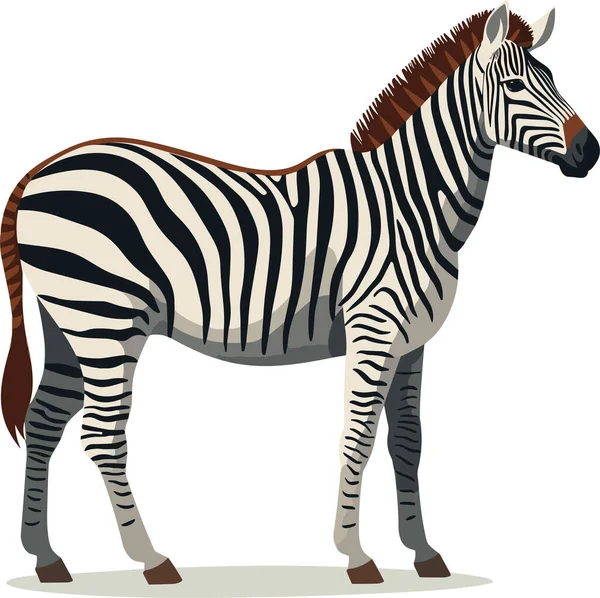 Zebra, çizgili at, Afrika savanı hayvanı, karikatür vektör çizimi