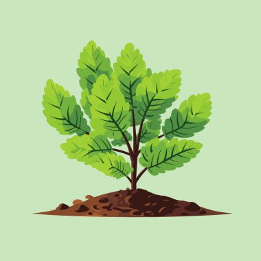 Young oak tree seedling with green leaves illustration vector clipart