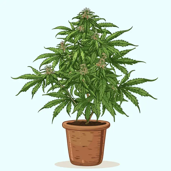 Bush Marihuana Cáñamo Para Tratamiento Del Aceite Marihuana Cannabis Cannabinoide Vector de stock