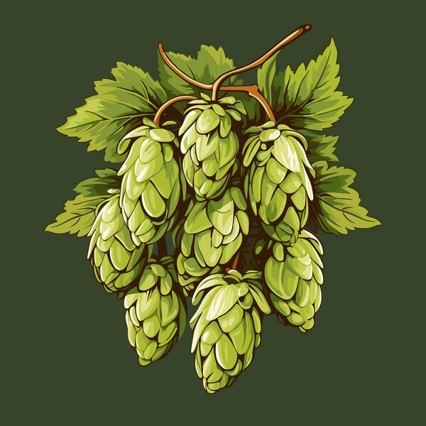 Fresh hop plants with cones and green leaves. Organic natural malt ingredient for craft beer alcohol drink production. Vector illustration