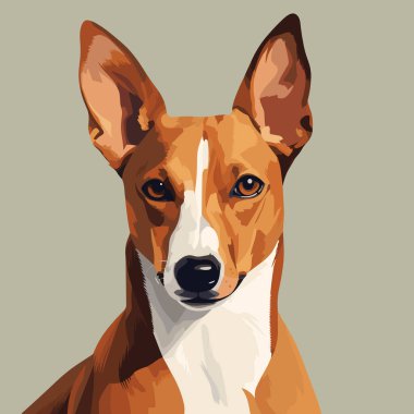 Safkan Basenji köpek portresi. Köpek cinsi vektör çizimi