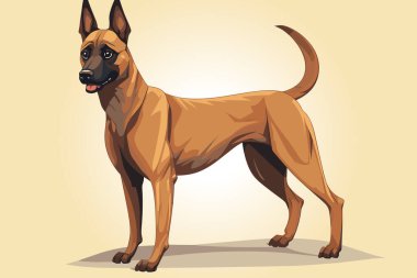 Safkan Belçikalı Malinois köpeği. Köpek cinsi vektör çizimi