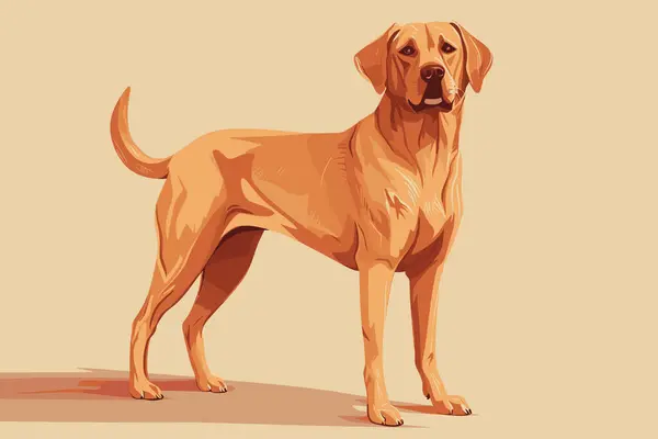 Thoroughbred Labrador Retriever Hund Full Längd Hund Ras Vektor Illustration Stockvektor