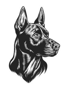 Logo Vektörü İllüzyonu rolünde Doberman Pinscher Dog. Tişört izi veya Dövme Şablonu