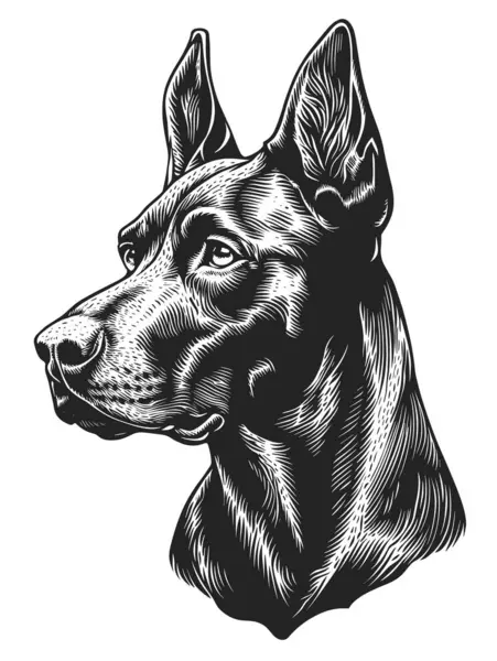 Logo Vektörü İllüstrasyonu rolünde Kızgın Doberman Pinscher Dog. Tişört izi veya Dövme Şablonu