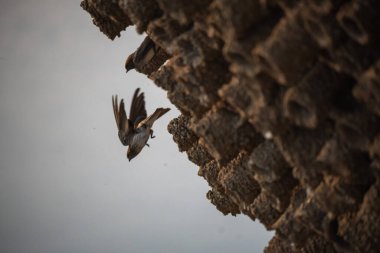 Seri boğaz kırlangıcı ya da Hint uçurumu kırlangıcı, birçok kırlangıcın da dahil olduğu çok sayıda başka türü içeren bir pastane kuşudur..