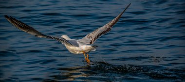 Martı ya da deniz martısı, soluk kutuplarda yetişen orta büyüklükte bir martıdır. Yakın akraba olan kısa gagalı martı bazen ortak olarak bilinen bu türe dahil edilir.
