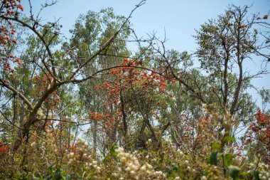 Palash Ağacı, yapraklardan ve alev gibi çiçek kümelerinden oluşan zarif bir gölgeliğe sahip yaprak döken bir ağaçtır..