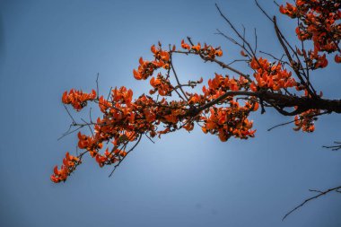 Pa-lash, Bu-tea monosperma ağacının yaygın adıdır, aynı zamanda ormanın alevi, dhak ve piç meşe ağacı olarak da bilinir..