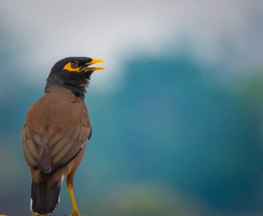 Yaygın Myna (Acridotheres tristis), sarı gagalı, bacaklı ve çıplak gözle görülebilen büyük, hepçil bir kuş türüdür..
