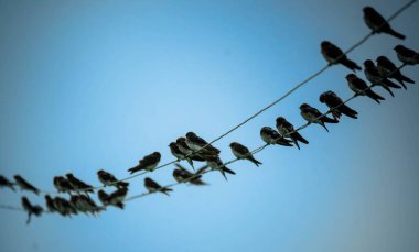 Soğuk sabahlarda, büyük sürüler güneşin erken doğuşunu yakalamak için elektrik kablolarına sıkıca sarılır..