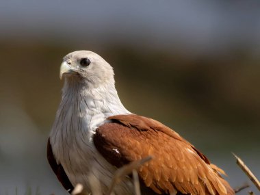 Kuşun beyaz bir kafası ve boynu vardır ve gövdesi kahverengi tüylerle kaplıdır. Arka plan bulanık, ana konu olarak kuşu vurguluyor.
