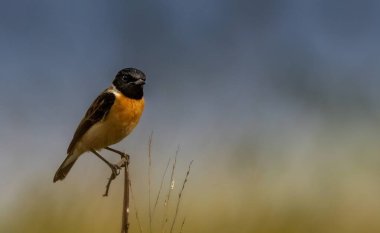 Taş sohbet çağrısına göre isimlendirildi, iki küçük taşın birbirine çarpması gibi bir ses! Heathland ve bataklık habitatlarında görülebilir..