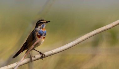 Canlı renkleri ve melodik şarkılarının yemyeşil ve sakin sularda canlandığı doğal ortamında büyüleyen büyüleyici Mavi gırtlağı keşfedin..