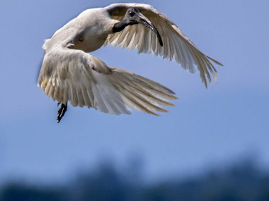 The image shows a white ibis in mid-flight against a clear blue sky. The bird's wings are fully extended, showcasing the intricate details of its feathers. clipart