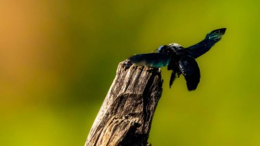 Hindistan 'ın orta batı Ghat' larında oluşan büyük marangoz arıları Xylocopa alt cinsi Koptortosoma incelenir. Bu bölgede bu alt cinste tanınan üç tür vardır: X. hafizii Ma, X. pubescens (Spinola) ve X.