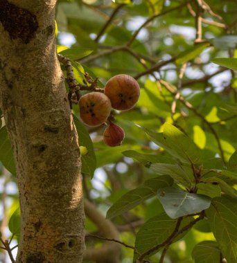 Ficus racemosa, İncir, İncir veya İncir, Avustralya ve tropikal Asya 'da yetişen bir ağaçtır. Moraceae ailesinin bir parçasıdır ve ağacın gövdesinde yetişen kırmızı, tüylü incir kümeleriyle tanınır.