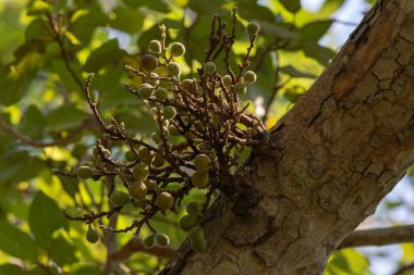 Ficus racemosa, İncir, İncir veya İncir, Avustralya ve tropikal Asya 'da yetişen bir ağaçtır. Moraceae ailesinin bir parçasıdır ve ağacın gövdesinde yetişen kırmızı, tüylü incir kümeleriyle tanınır.