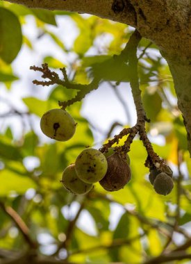 Ficus racemosa, İncir, İncir veya İncir, Avustralya ve tropikal Asya 'da yetişen bir ağaçtır. Moraceae ailesinin bir parçasıdır ve ağacın gövdesinde yetişen kırmızı, tüylü incir kümeleriyle tanınır.