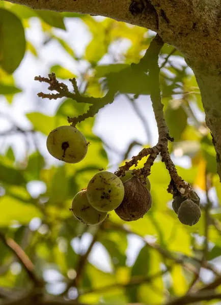 Ficus racemosa, İncir, İncir veya İncir, Avustralya ve tropikal Asya 'da yetişen bir ağaçtır. Moraceae ailesinin bir parçasıdır ve ağacın gövdesinde yetişen kırmızı, tüylü incir kümeleriyle tanınır.