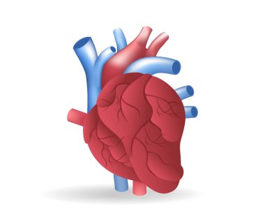 Kalp damar anatomisi konseptinin Isometric düz 3d çizimi