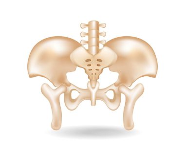 Leğen kemiği anatomisi kesiminin düz 3D izometrik konsepti