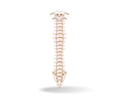 Omurilik anatomisinin düz 3d izometrik illüstrasyonunu kavra