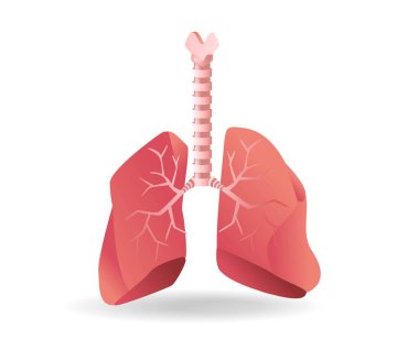 Özofagus ve akciğerler arasındaki anatomi kavramının Isome Düz 3D çizimi