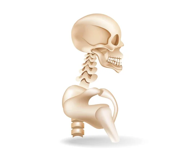 人間の骨配置解剖学のフラット3Dアイソメトリックイラストの概念 — ストックベクタ