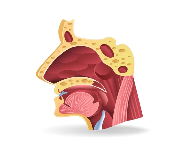 Solunum Yolu Yüz Bölümü Anatomisi Konseptinin Isometric Düz Çizimi — Stok Vektör
