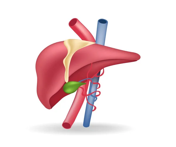 Isométrica Plana Ilustração Anatomia Conceito Vasos Sanguíneos Para Fígado — Vetor de Stock