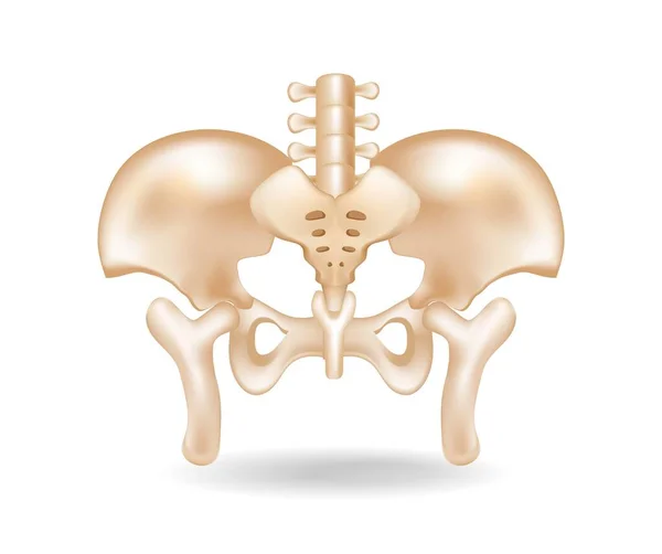 骨盤骨解剖学のフラット3Dアイソメトリックコンセプトイラストカット — ストックベクタ