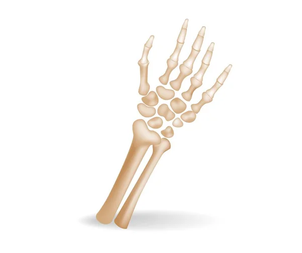 Płaska Izometryczna Koncepcja Ilustracji Anatomicznych Kawałków Ludzkiego Układu Kości Dłoni — Wektor stockowy
