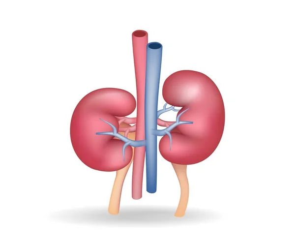 Isometric Flat Illustration Anatomy Concept Blood Vessels Kidney — Stock Vector