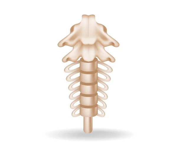 Concept Platte Isometrische Illustratie Van Spinale Anatomie Cutout — Stockvector