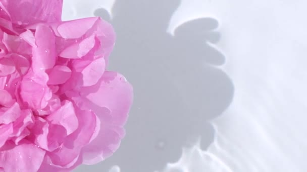 Rotating Pink Peony Floating Water White Background Template Inserting Text — Vídeo de stock