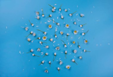 Arka plan papatya papatyaları ya da mavi arka planda beyaz çiçekler. Yaz, parlak, modaya uygun arka plan, çiçek tasarımı. Yüksek kalite fotoğraf