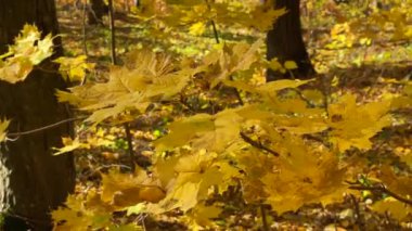Sarı sonbahar akçaağaç yaprakları sonbahar ormanlarında yeşil yosunların arka planına yakın çekim yaparlar. Yüksek kalite 4k görüntü