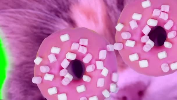 Grappige Abstracte Animatie Met Hoofden Van Katten Met Donuts Een — Stockvideo