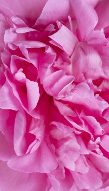 Pembe şakayığın dikey arka planı, yakın plan taçyaprakları, pembe çiçek yapraklarının arka plan üst görünümü. Yüksek kalite fotoğraf