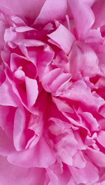 Vertical background of pink peony, petals close-up, background of pink flower petals top view . High quality photo