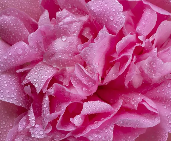 wet pink peony, petals close-up, background of pink flower petals. High quality 4k footage