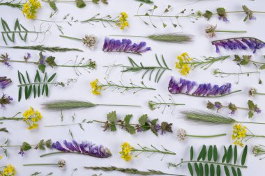 parlak yaz beyaz arka plan vahşi renkli çiçekler ve bitkiler ve yapraklar, çiçek arkaplan ya da doku. 