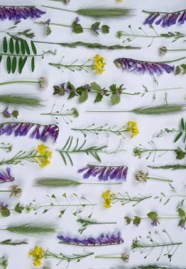 parlak yaz beyaz arka plan vahşi renkli çiçekler ve bitkiler ve yapraklar, çiçek arkaplan ya da doku. 