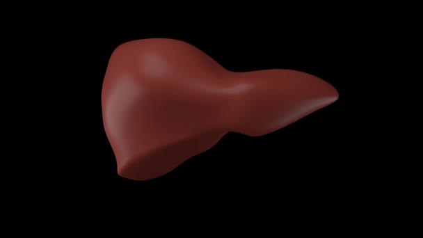 Modelo Fígado Humano Gira Sobre Fundo Preto Para Inserção Imagens — Vídeo de Stock