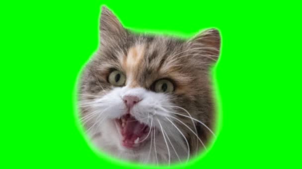 Animação Uma Cabeça Engraçada Abrindo Fechando Boca Gato Come Para — Vídeo de Stock